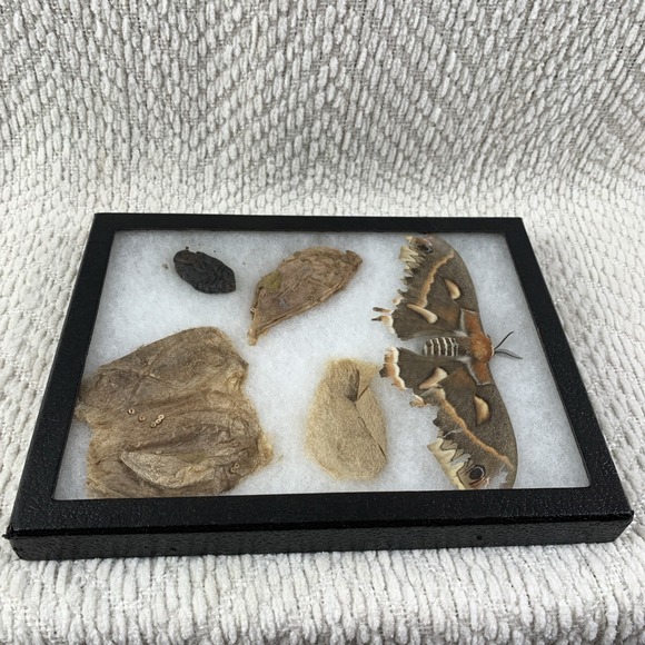 Vintage Shadowbox Framed Cecropia Moth Taxidermy Cocoon Life Cycle Specimen Art - Picture 11 of 16